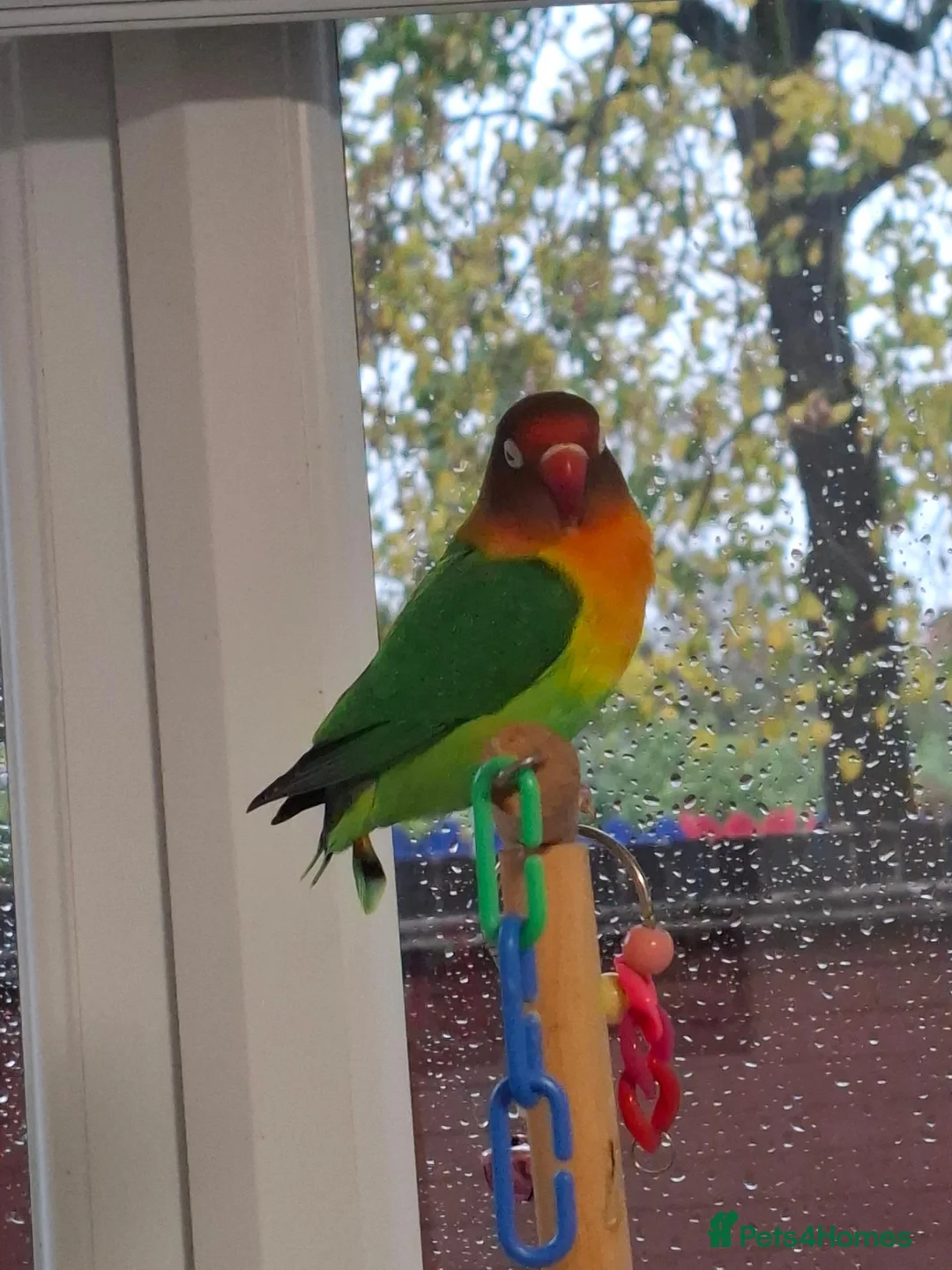 Lovebirds birds for sale: 2x bonded love birds in Nottingham - Advert 2