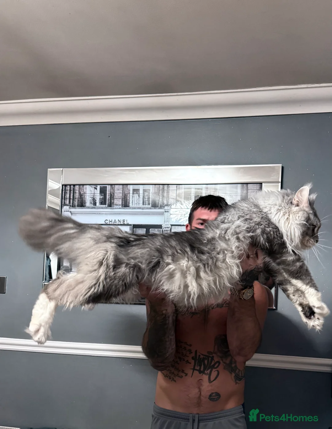 Maine Coon cats for sale: Stunning Litter Of Maine Coon Kittens  - Advert 3