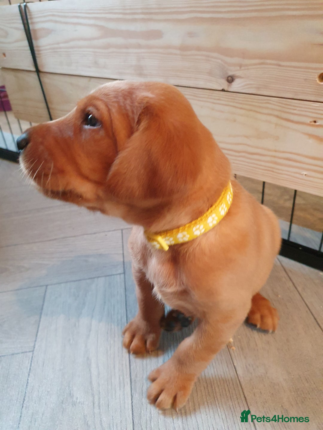 Labrador Retriever dogs for sale: **Only 2 Girls Left** Fox Red Labrador Puppies - Image 28