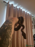 Python Snake reptiles - Advert 3