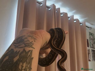 Python Snake reptiles Mahogany Morph Mojave Ball Python - Advert 14