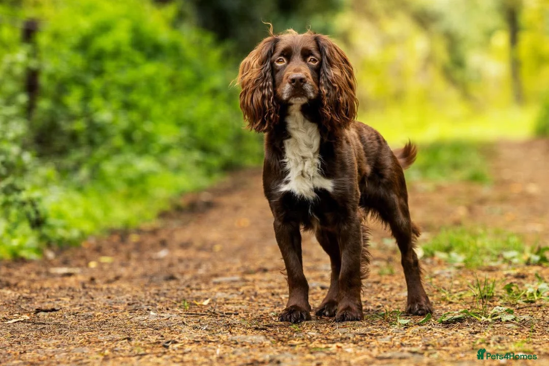 Cocker Spaniel dogs for sale: Well Bred working cocker spaniel bitches  - Advert 3