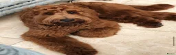 Australian Labradoodle dogs for sale:  AUSTRALIAN LABRADOODLE  – WAITING LIST NOW OPEN! - Advert 9