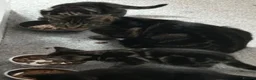 Mixed Breed cats for sale: Female black kitten - Advert 3