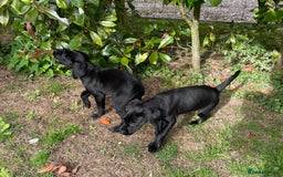 Labrador Retriever dogs for sale: KC reg working male black lab puppies (Ready) - Image 15