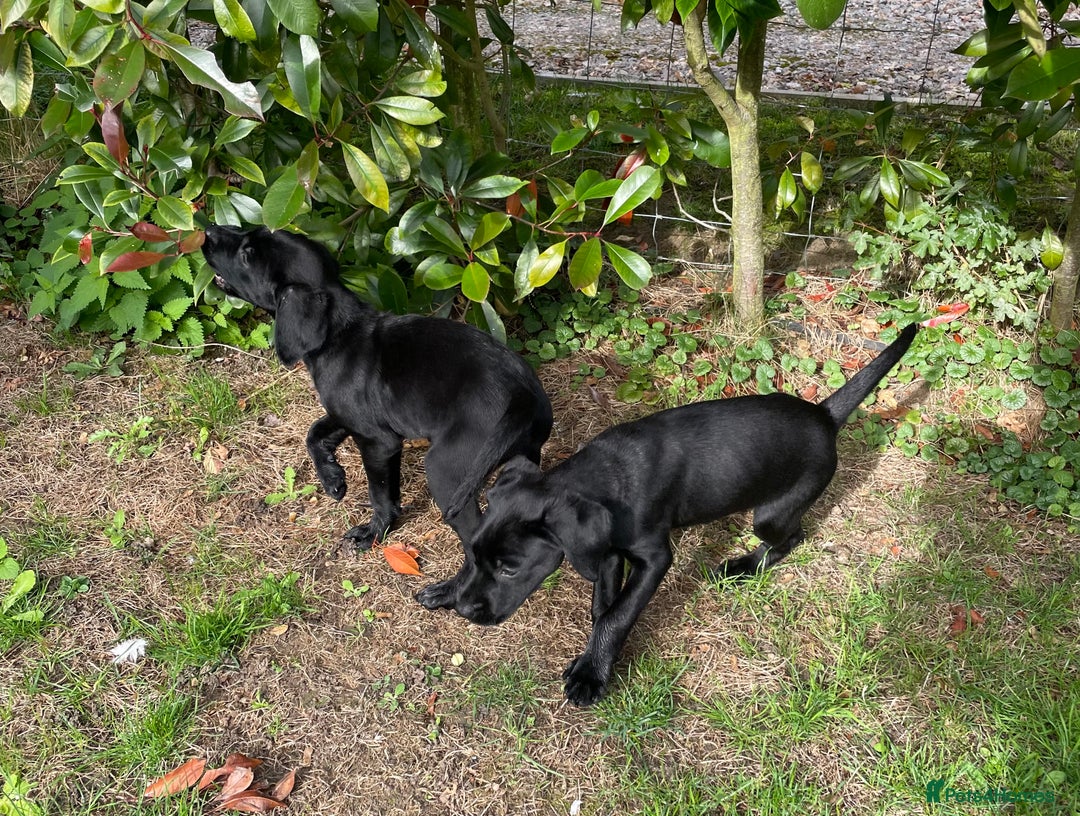 Labrador Retriever dogs for sale: KC reg working male black lab puppies (Ready) - Image 15