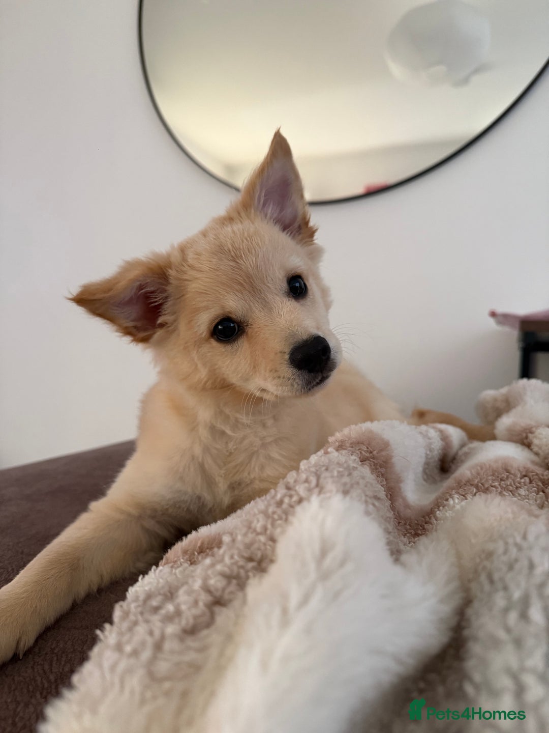 Mixed Breed dogs for sale: Chihuahua x Italian Volpino - Image 11
