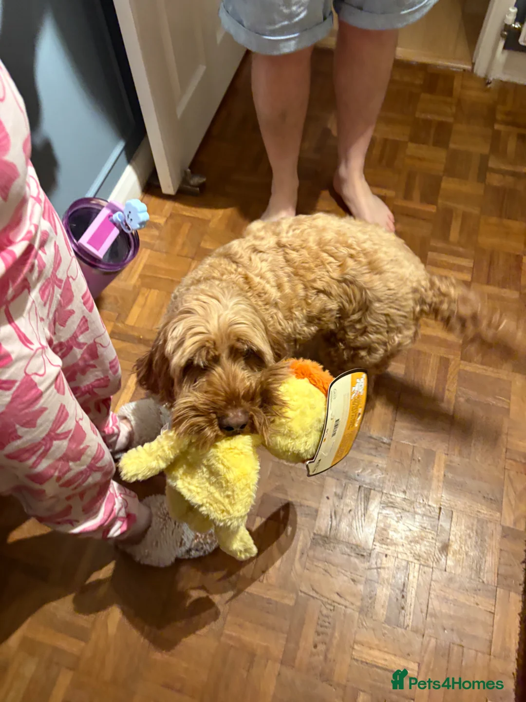 Cockapoo dogs for sale: Male Cockapoo - Advert 2