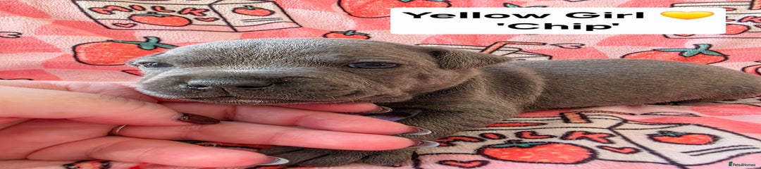 Staffordshire Bull Terrier Puppy 3