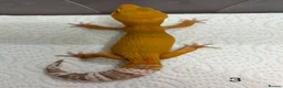 Leopard Gecko reptiles for sale: Baby leopard geckos £40 to £60 - Advert 5