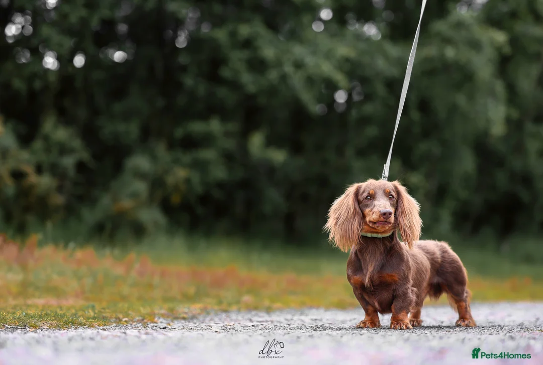 Miniature Dachshund dogs for stud: Chocolate and tan long haired stud in Bromsgrove - Advert 5