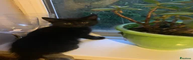 Mixed Breed Kitten 1