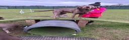 Labrador Retriever dogs for sale: Perfect Health Tested Silvers & Charcoals  - Advert 26