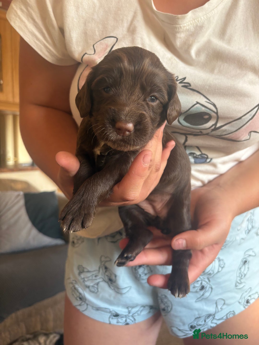 Sprocker dogs for sale: Sprocker puppies - Image 3