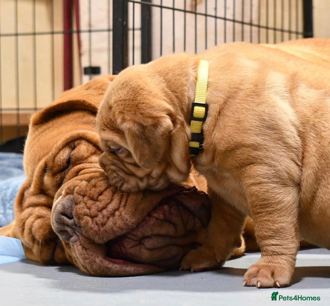 Dogue De Bordeaux dogs for sale: Dogue de Bordeaux puppies now available for sale! - Advert 9