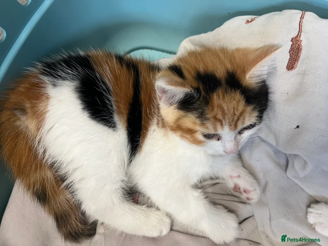 Mixed Breed cats for sale: Stunning MixedBreed Calico & TortoiseShell Kittens - Advert 1
