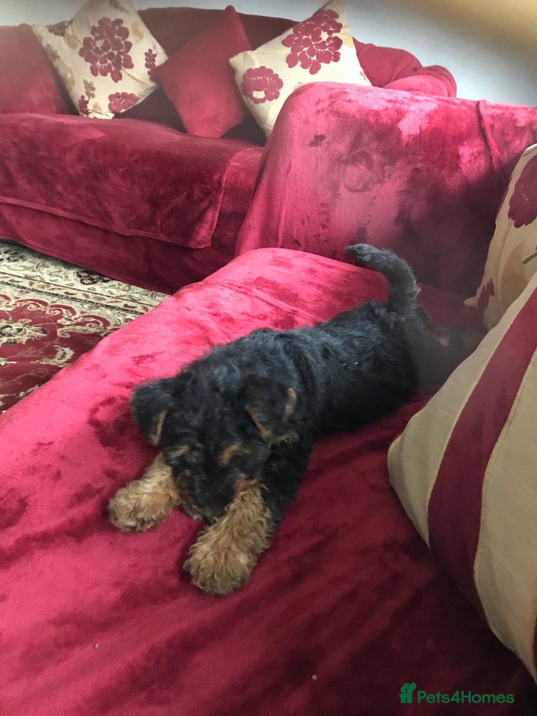 Welsh Terrier dogs for sale: A STUNNING LITTER OF WELSIES - Advert 9