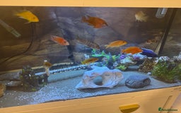 Cichlids fish for sale: Tank and fish  - Image 3