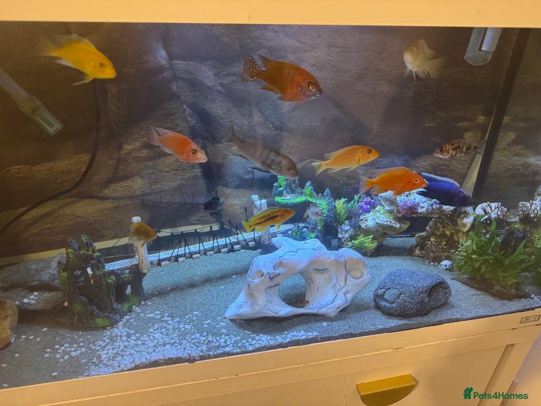 Cichlids fish for sale: Tank and fish  - Image 3