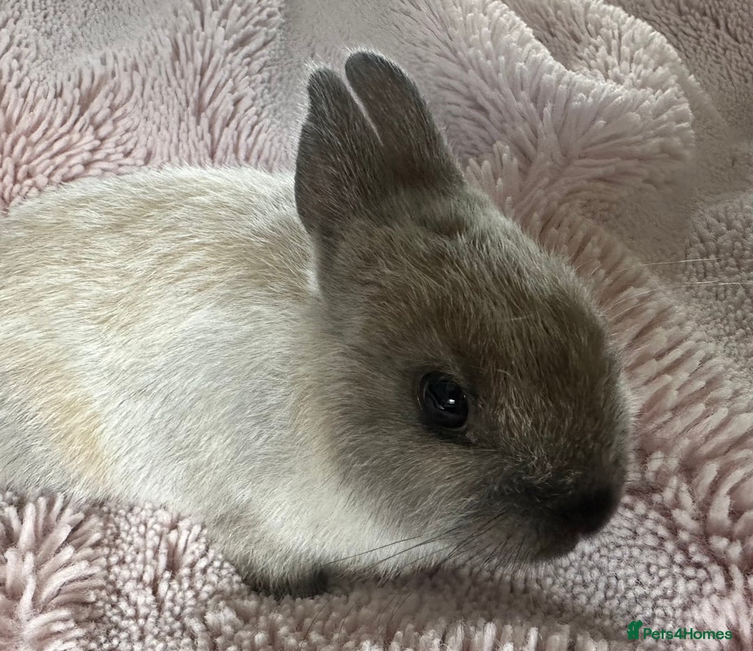 Netherland Dwarf rabbits for sale: Purebred Netherland Dwarf female - Image 7