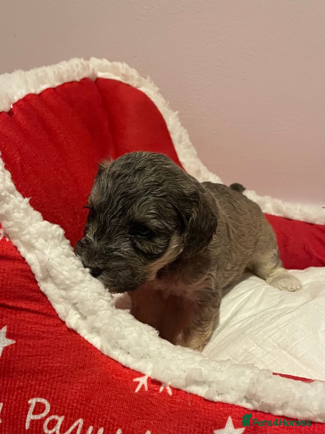 Cockapoo dogs for sale: 8 gorgeous F1 Cockapoos - Advert 9