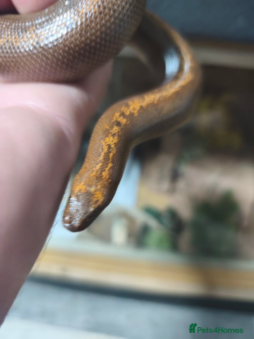 Boa Snake reptiles for sale: Stripe Het Anery Adult Male Kenyan Sand Boa - Advert 3