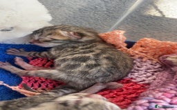Bengal cats for sale: TICA registered Bengal girls. - Image 17