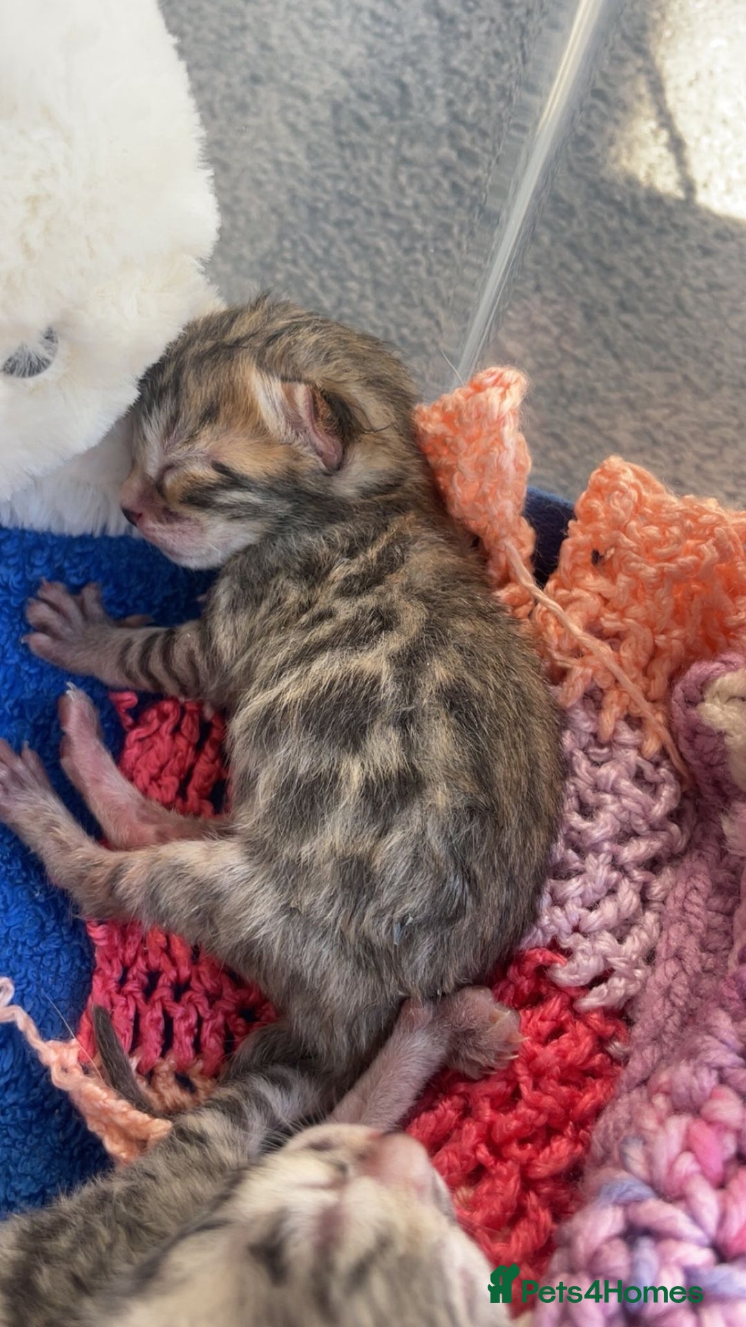 Bengal cats for sale: TICA registered Bengal girls. - Image 17