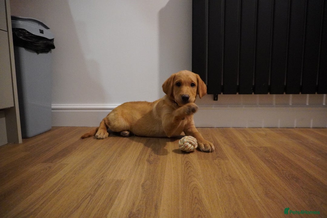 Labrador Retriever dogs for sale: Stunning KC Fox Red & Yellow Labrador Puppies - Advert 5