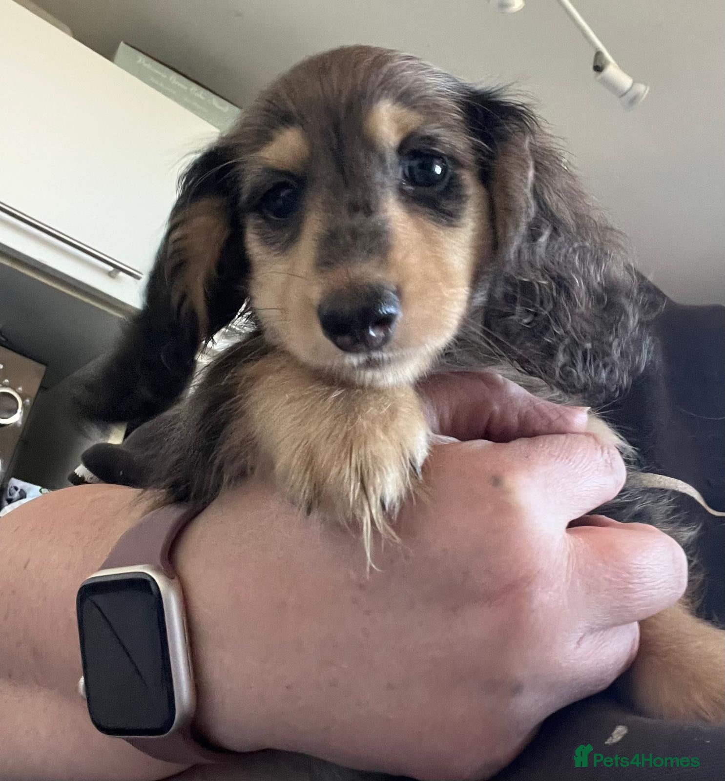 Miniature Dachshund dogs ready now kc reg LH mini datS puppies - Advert 4