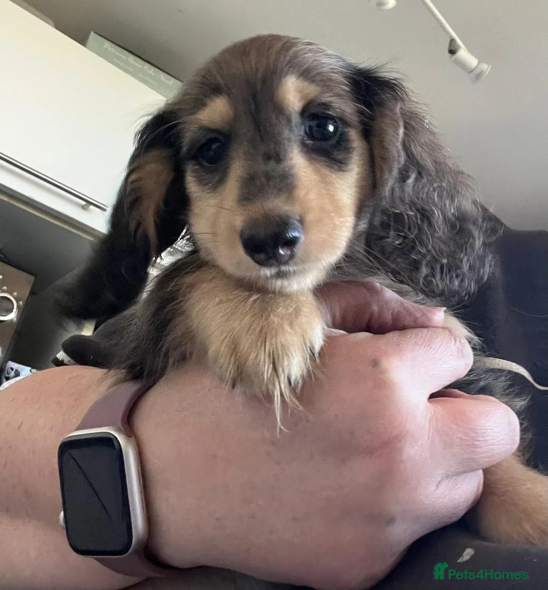 Miniature Dachshund dogs for sale: ready now kc reg LH mini datS puppies - Advert 2