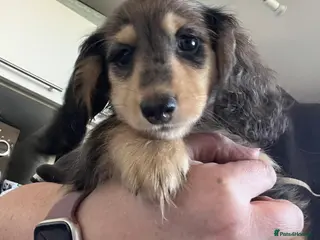 Miniature Dachshund dogs ready now kc reg LH mini datS puppies - Advert 8