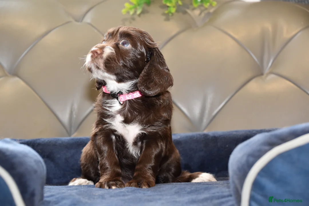 Cocker Spaniel dogs for sale: Kc Reg  Cocker Spaniel Puppies Health Tested - Advert 29