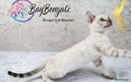 Bengal cats for sale: Champion line Superb Bengal Kittens  - Image 3