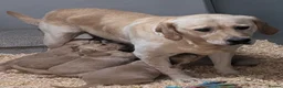 Cockerdor dogs for sale: Stunning Golden Cockerdor puppies  - Advert 10