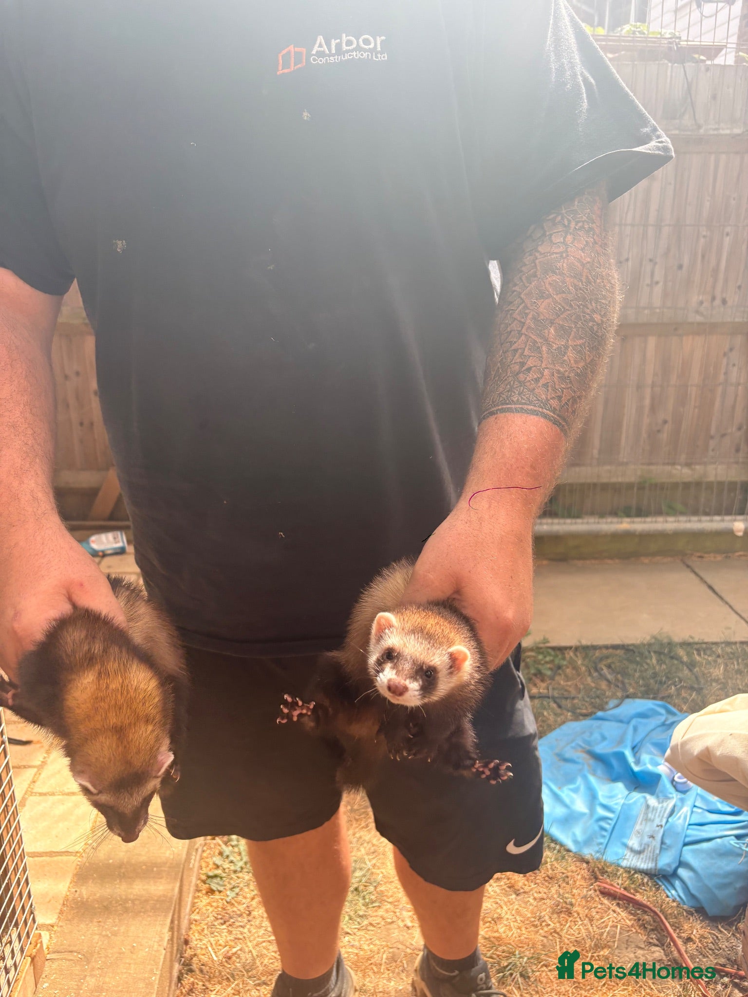 Ferret rodents 2 Female Ferrets – Working Stock - Advert 3
