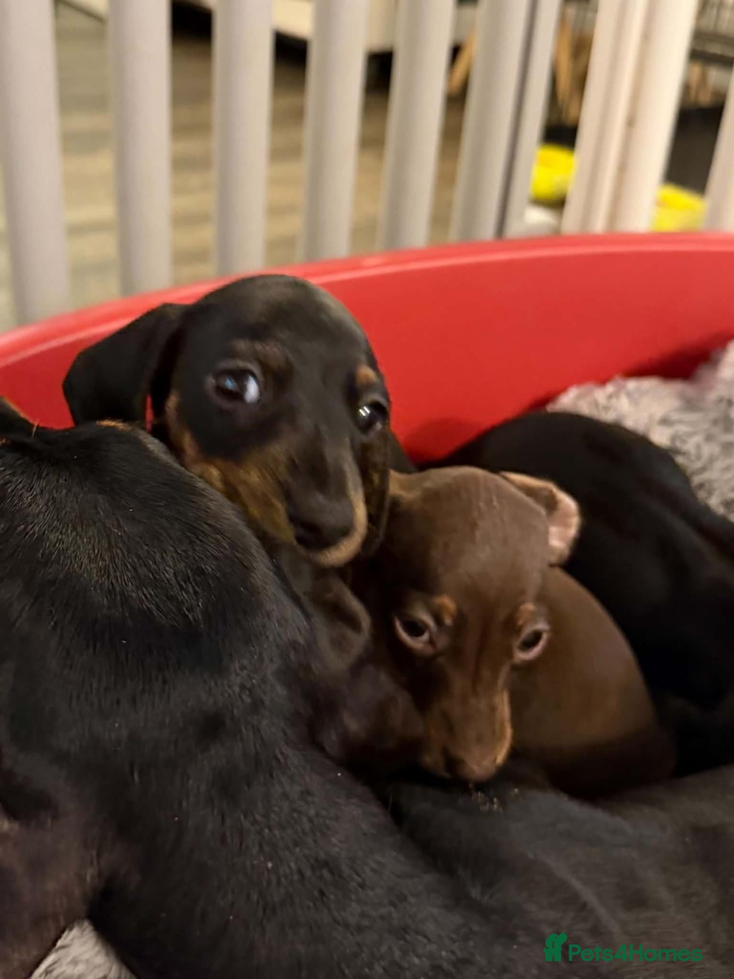 Miniature Dachshund dogs Dachshund Miniature Smooth Haired puppies - Advert 2