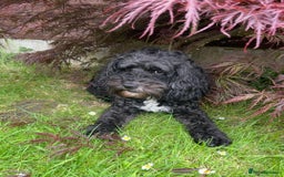 Cockapoo dogs for sale: Stunning Cockapoo puppies ready in a week  - Image 15