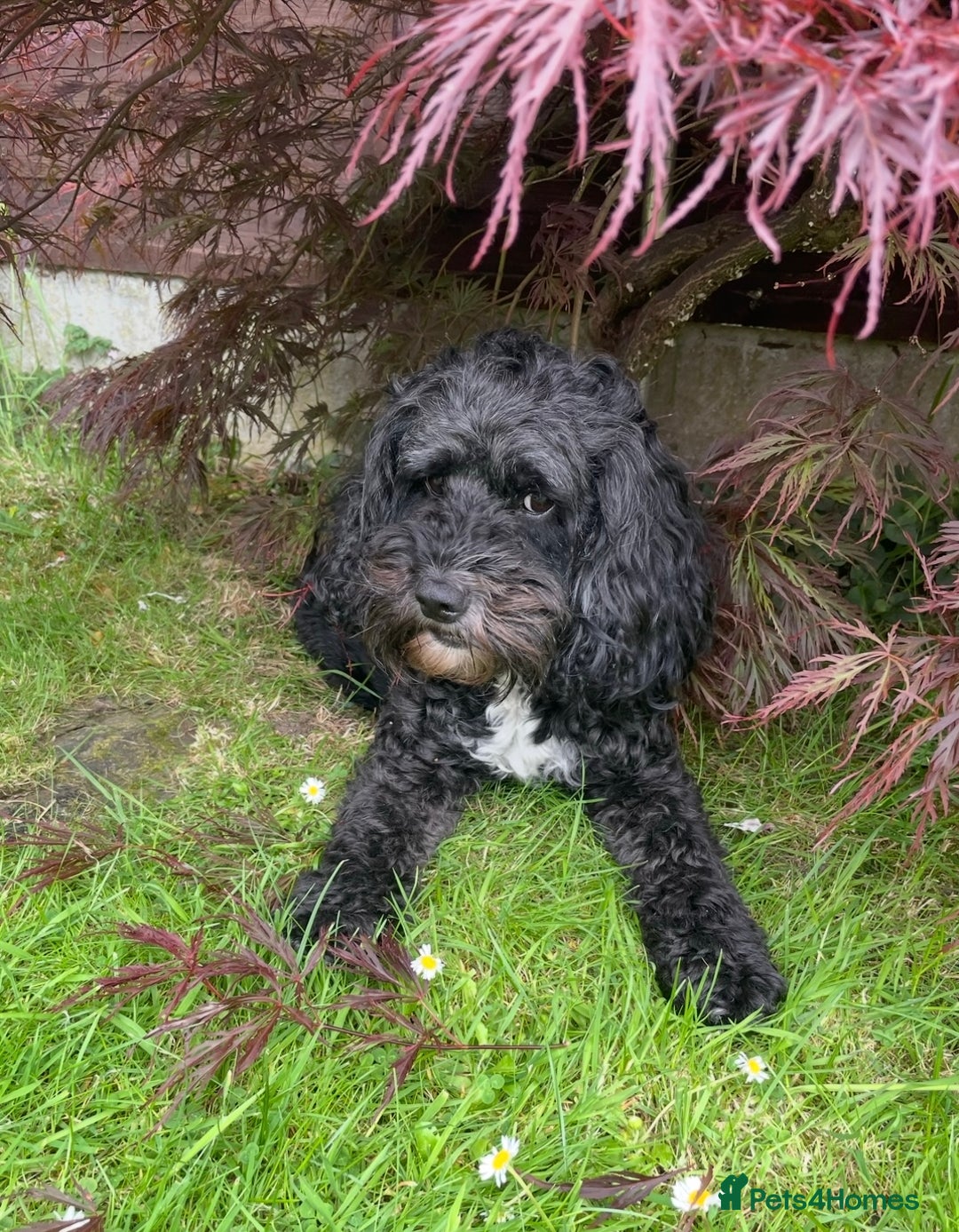 Cockapoo dogs for sale: Stunning Cockapoo puppies ready in a week  - Image 15
