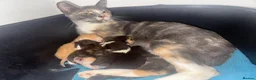 Mixed Breed cats for sale: Kittens for sale  - Advert 6