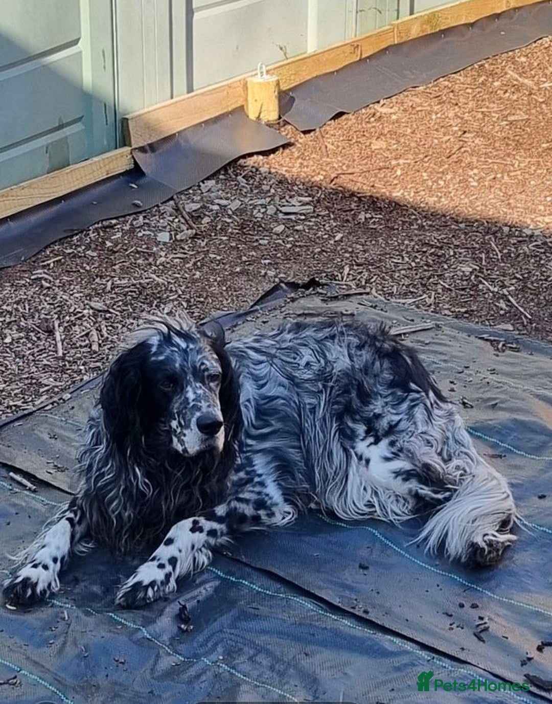English Setter dogs for adoption: Evo and Rock - Image 11
