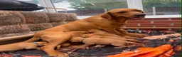 Labrador Retriever dogs for sale: working line Labrador retriever  - Advert 33