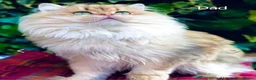 British Longhair cats for sale: Stunning British Longhair Kittens–TICA Registered - Advert 6
