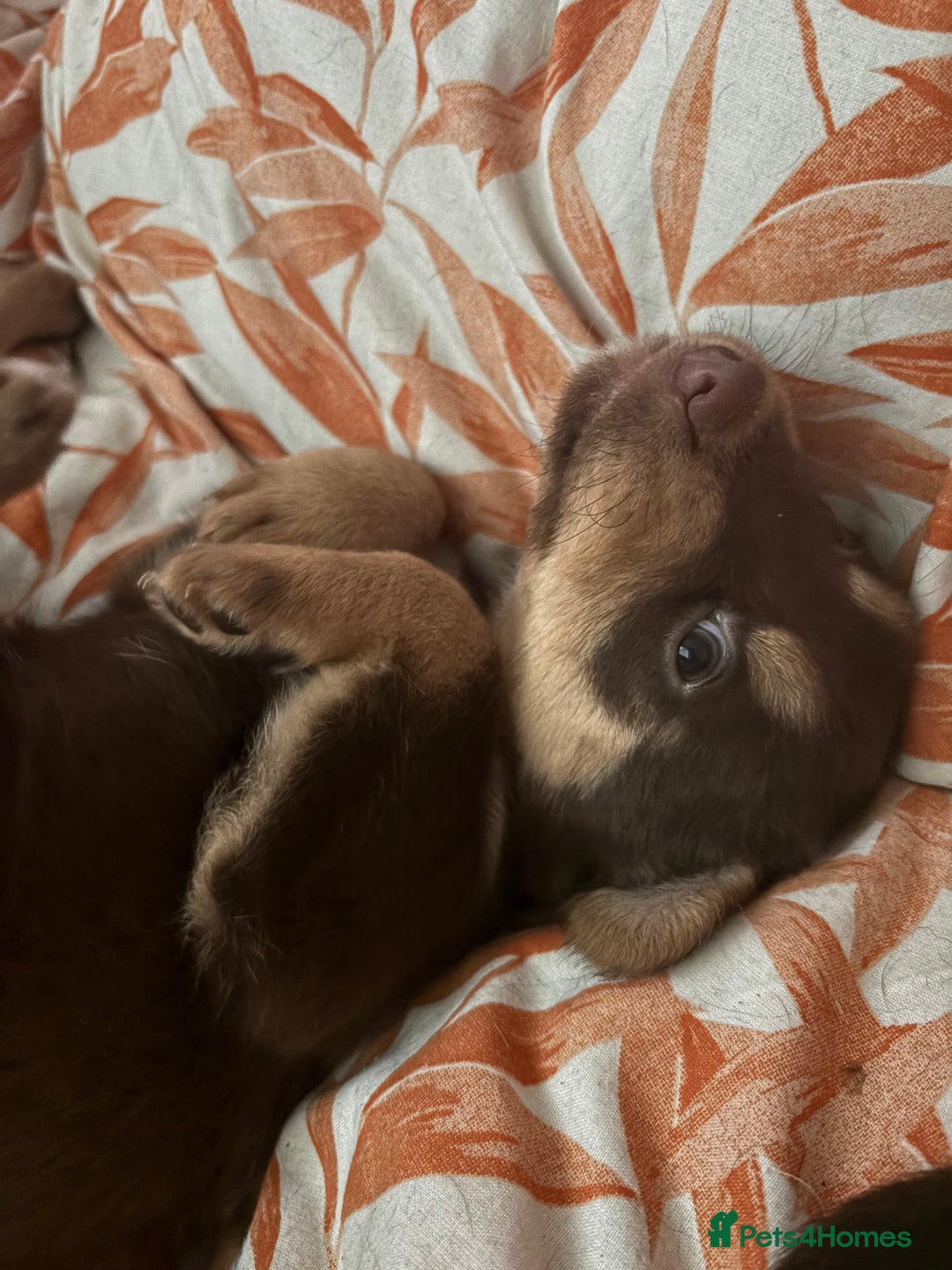 Mixed Breed dogs for sale: Siberian Cocker Puppies  - Image 3