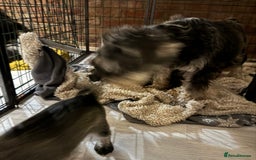 Miniature Schnauzer dogs for sale: Beautiful miniature Schnauzers  - Image 5