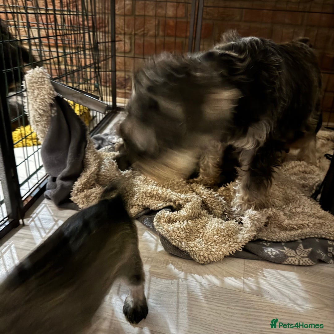 Miniature Schnauzer dogs for sale: Beautiful miniature Schnauzers  - Image 5