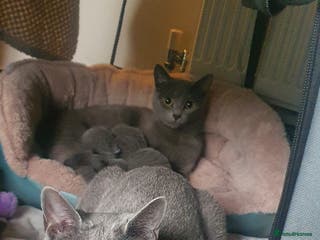 Russian Blue cats Beautiful Russian Blue Kittens for Sale - Advert 1
