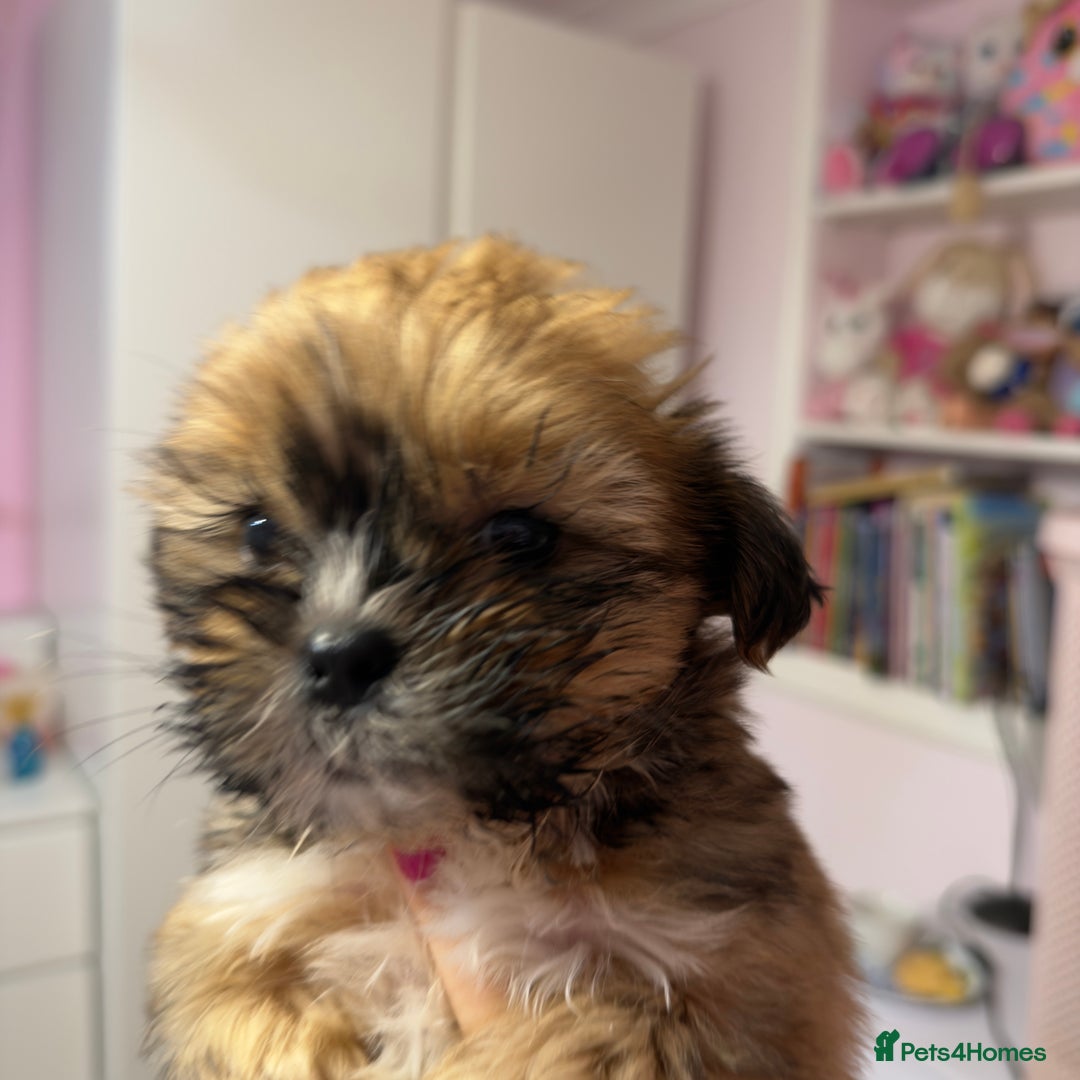 Mixed Breed dogs for sale: 3 Male puppies  - Advert 5