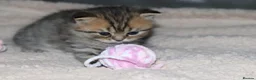 British Shorthair cats for sale: Beautiful TICA Kittens -Exceptional Pedigree Lines - Advert 21