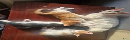 Mixed Breed cats for sale: 3 beautiful kittens - Advert 9